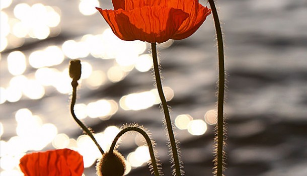Lest We Forget 