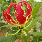 "A Maveerar"