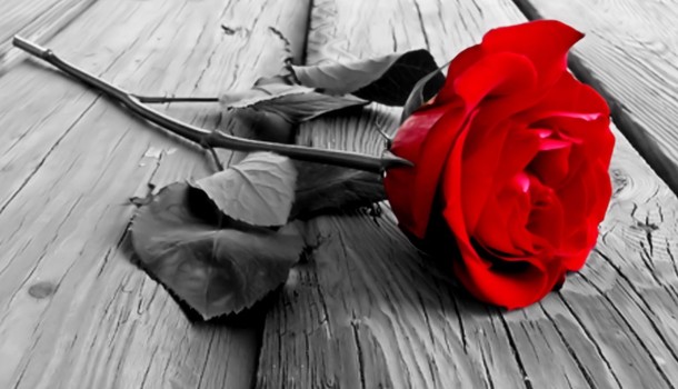 Thornless Rose